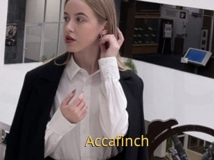 Accafinch