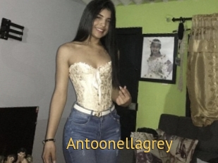 Antoonellagrey