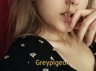 Greypigeon
