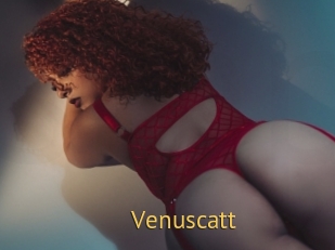 Venuscatt